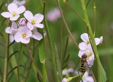 Wiesenschaumkraut-Schwebfliege-38.jpg